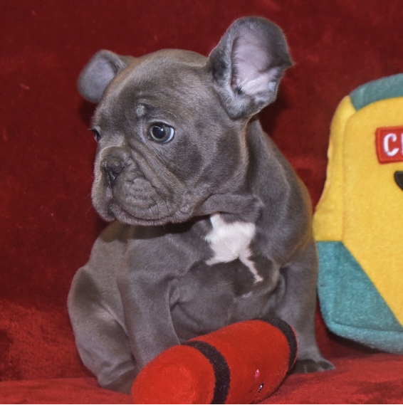 Magnum, männlicher Französische Bulldogge Welpe